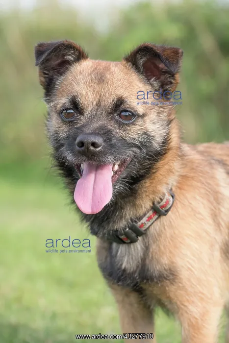 : Border X Jack Russell Terrier - Norfolk UK : Border X Jack Russell Terrier - Norfolk UK