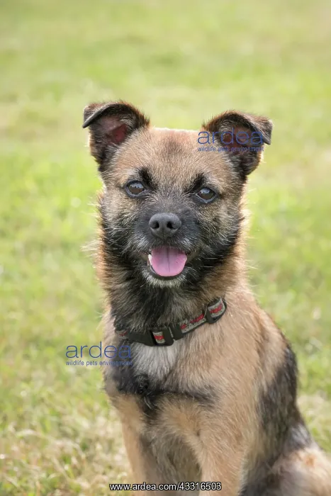 : Border X Jack Russell Terrier - Norfolk UK : Border X Jack Russell Terrier - Norfolk UK