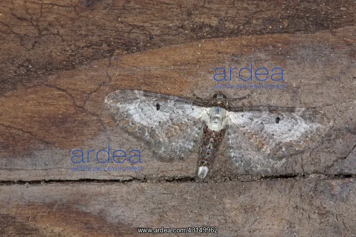 : Bordered Pug : Bordered Pug