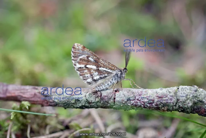 : Bordered White Moth - male : Bordered White Moth - male