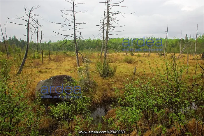  : Boreal Bog