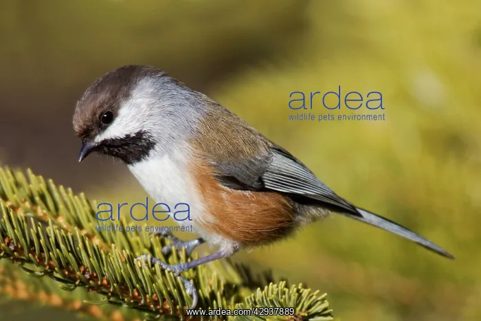  : Boreal Chickadee