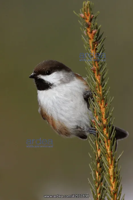  : Boreal Chickadee