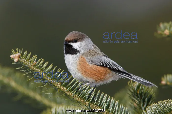  : Boreal Chickadee
