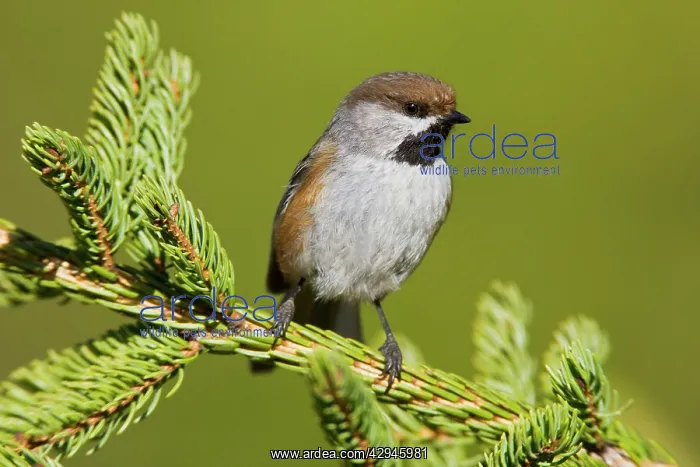  : Boreal Chickadee