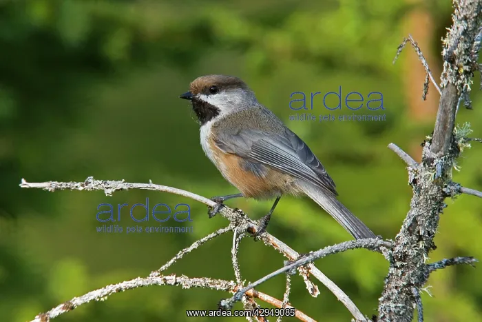 : Boreal Chickadee : Boreal Chickadee