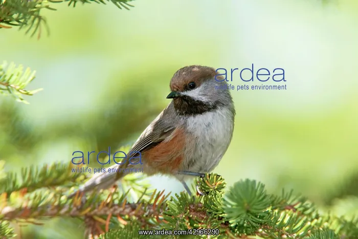  : Boreal Chickadee