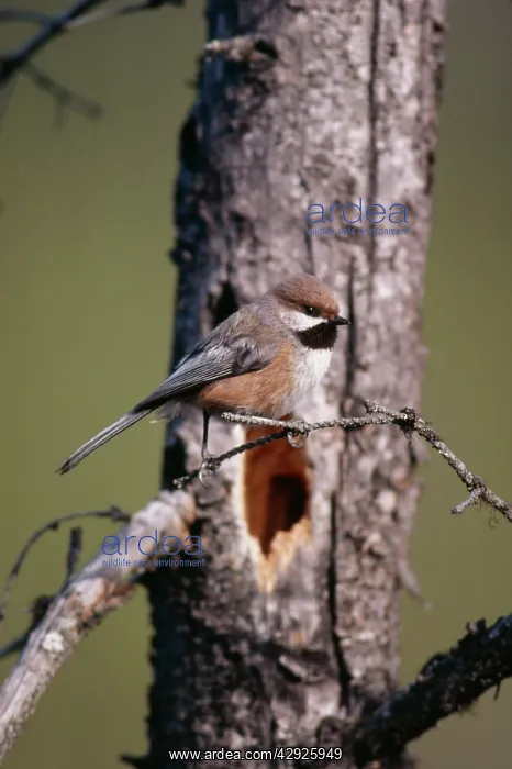  : Boreal CHICKADEE - at nest hole