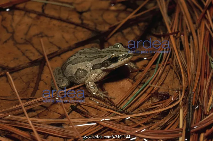 : Boreal Chorus Frog : Boreal Chorus Frog