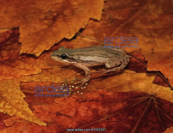 : Boreal Chorus Frog with Eggs : Boreal Chorus Frog with Eggs