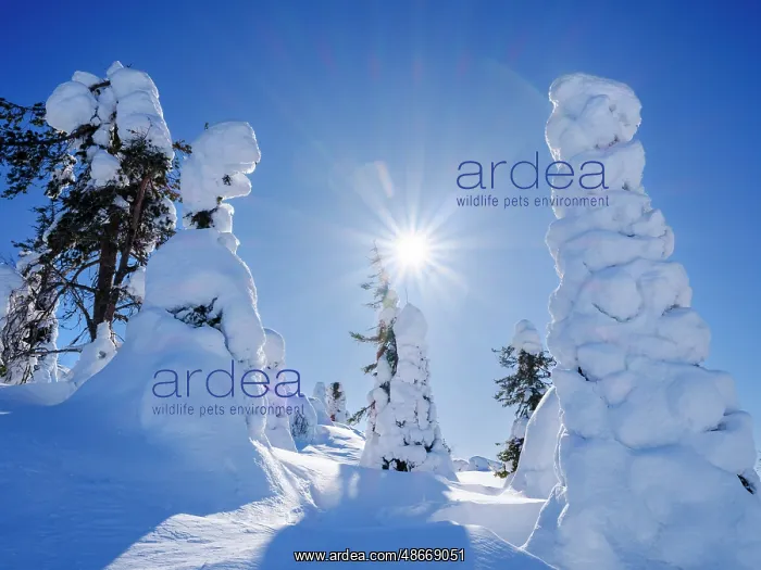 : Boreal forest covered in snow (Tykkylumi) in the Taiga of : Boreal forest covered in snow (Tykkylumi) in the Taiga of