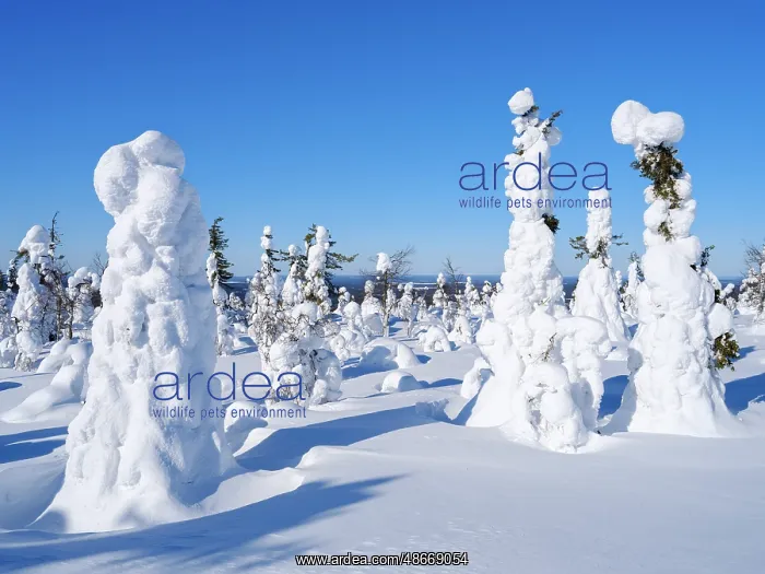 : Boreal forest covered in snow (Tykkylumi) in the Taiga of : Boreal forest covered in snow (Tykkylumi) in the Taiga of