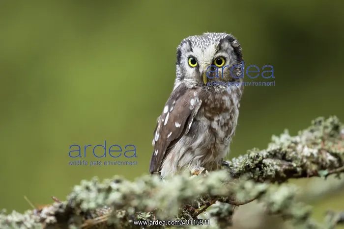 : Boreal Owl : Boreal Owl