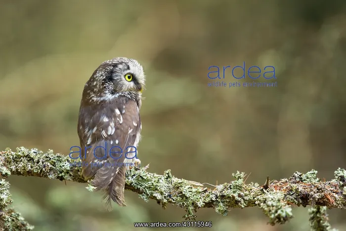 : Boreal Owl : Boreal Owl