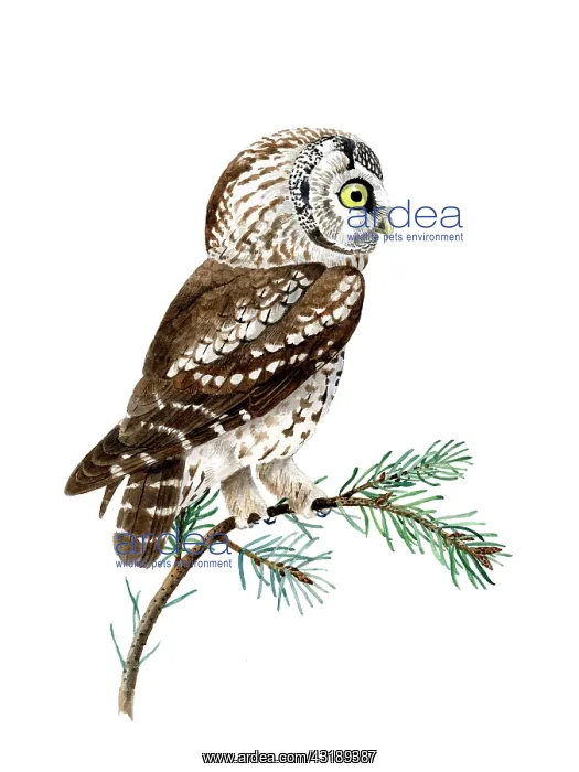 : Boreal Owl : Boreal Owl