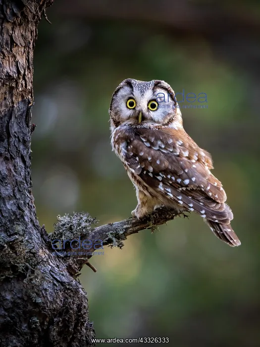 : Boreal Owl (Aegolis funereus), Spanish Pyrenees : Boreal Owl (Aegolis funereus), Spanish Pyrenees