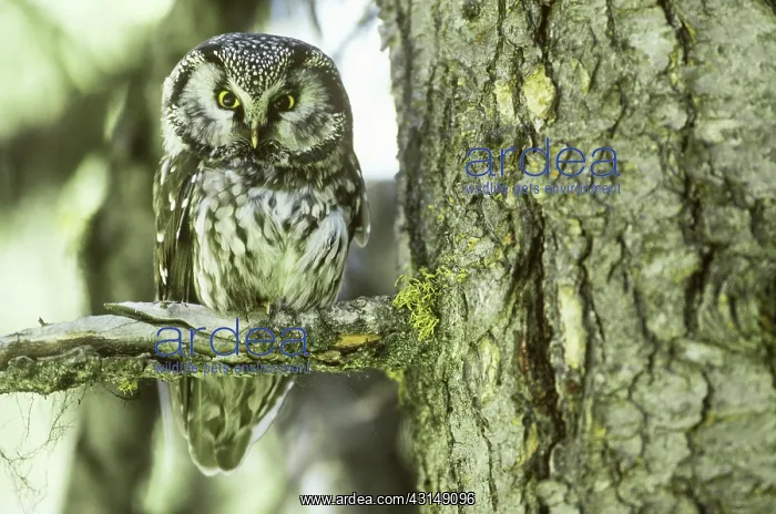 : Boreal Owl (Aegolius funereus) : Boreal Owl (Aegolius funereus)