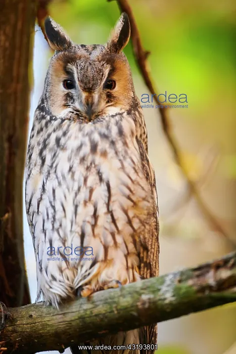 : Boreal owl (Aegolius funereus) sitting in a tree : Boreal owl (Aegolius funereus) sitting in a tree