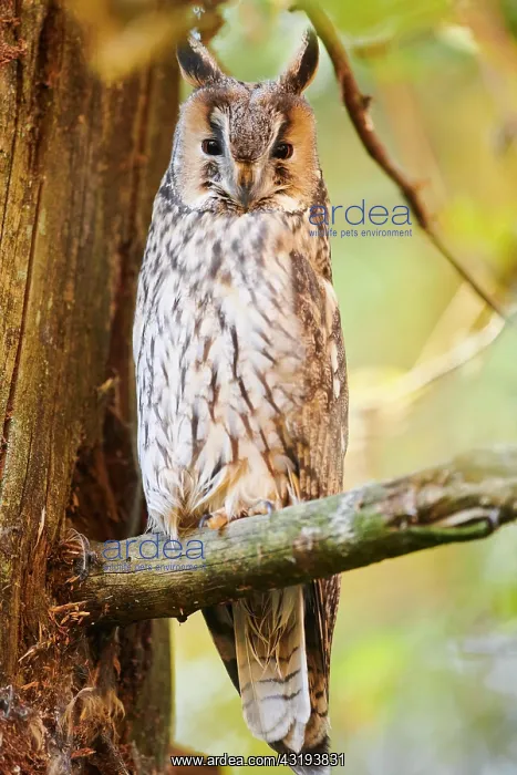 : Boreal owl (Aegolius funereus) sitting in a tree : Boreal owl (Aegolius funereus) sitting in a tree