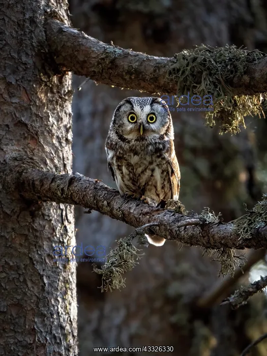 : Boreal Owl (Aegolius funereus), Spanish Pyrenees : Boreal Owl (Aegolius funereus), Spanish Pyrenees