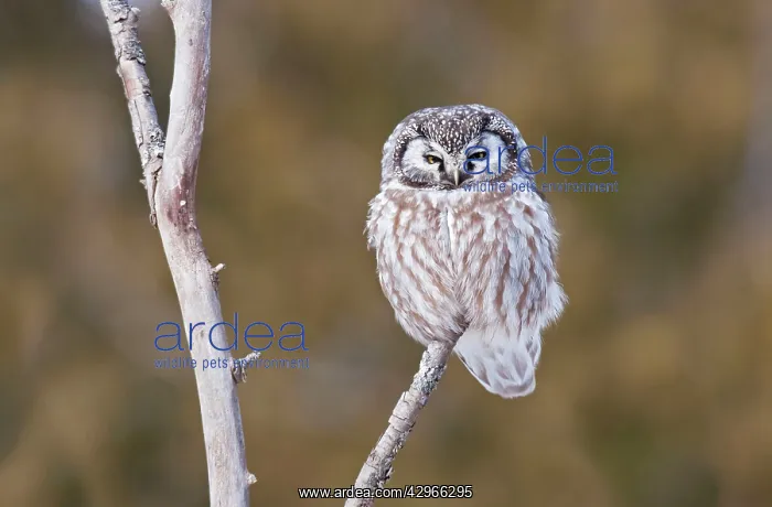 : Boreal Owl - perched on branch : Boreal Owl - perched on branch