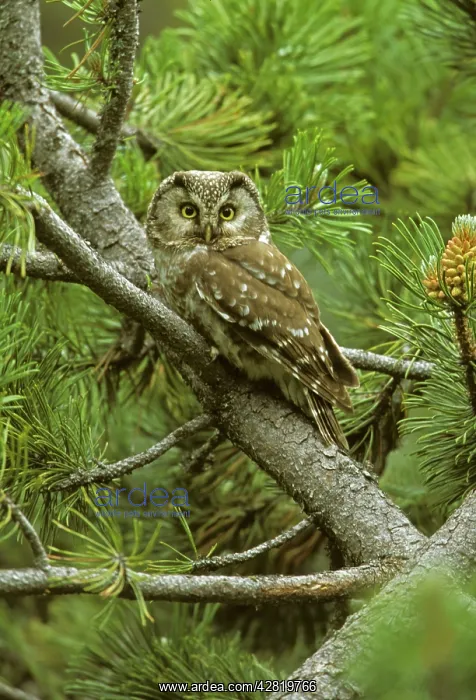 : Boreal Owl - in tree : Boreal Owl - in tree