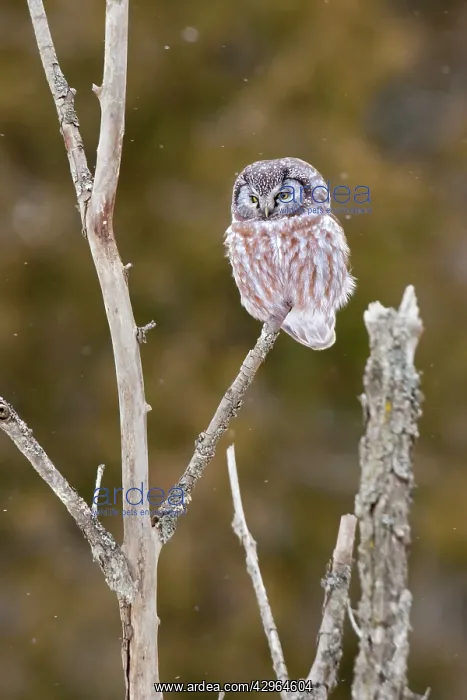 : Boreal Owl - in winter snow actively hunting at : Boreal Owl - in winter snow actively hunting at