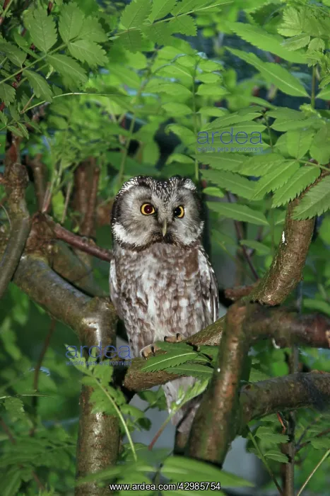 : Boreal / Tengmalm's Owl : Boreal / Tengmalm's Owl