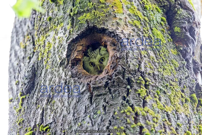 : Boreal / Tengmalm's Owl adult female at entrance of nest : Boreal / Tengmalm's Owl adult female at entrance of nest