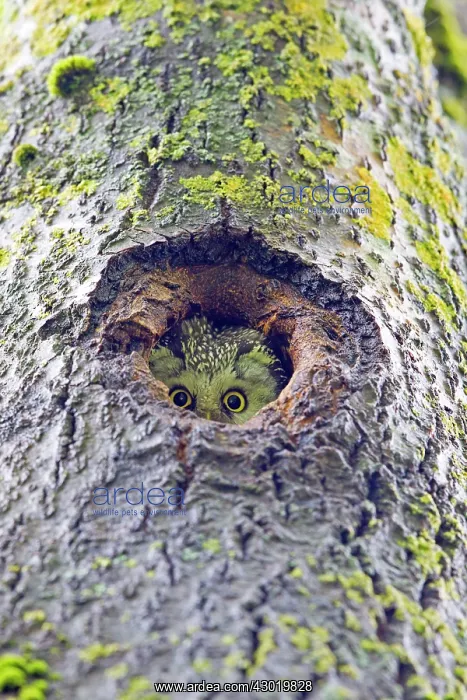 : Boreal / Tengmalm's Owl adult female at entrance of nest : Boreal / Tengmalm's Owl adult female at entrance of nest
