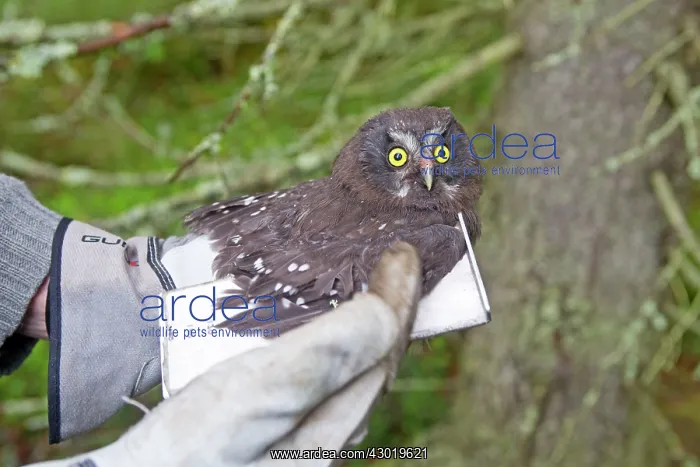 : Boreal / Tengmalm's Owl researcher measuring : Boreal / Tengmalm's Owl researcher measuring