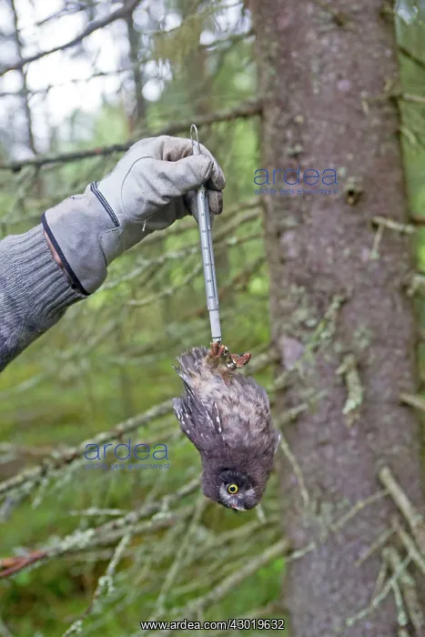 : Boreal / Tengmalm's Owl researcher weighing a young bird : Boreal / Tengmalm's Owl researcher weighing a young bird