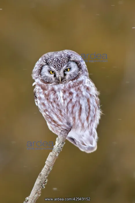 : Boreal / Tengmalm's Owl - in winter snow : Boreal / Tengmalm's Owl - in winter snow