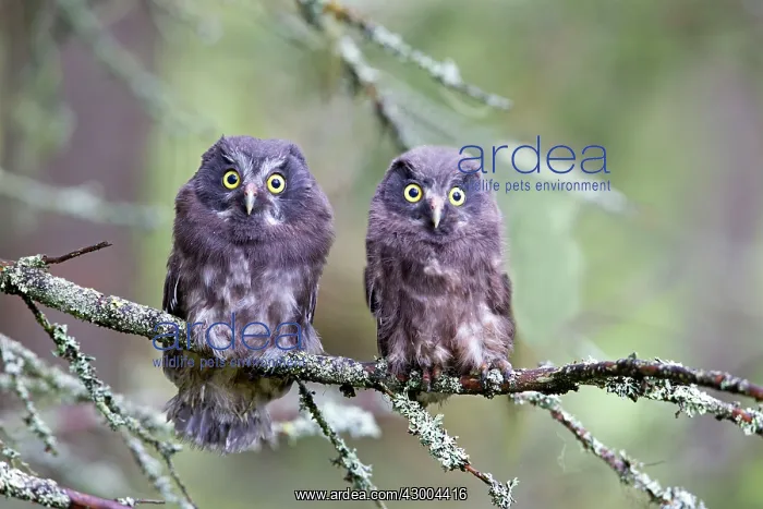 : Boreal / Tengmalm's Owl two young perched : Boreal / Tengmalm's Owl two young perched