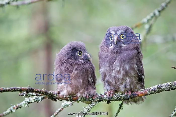 : Boreal / Tengmalm's Owl two young perched : Boreal / Tengmalm's Owl two young perched