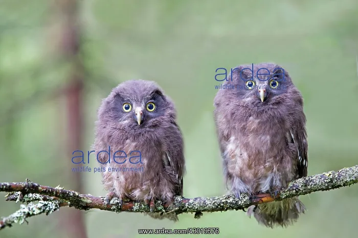 : Boreal / Tengmalm's Owl two young perched : Boreal / Tengmalm's Owl two young perched