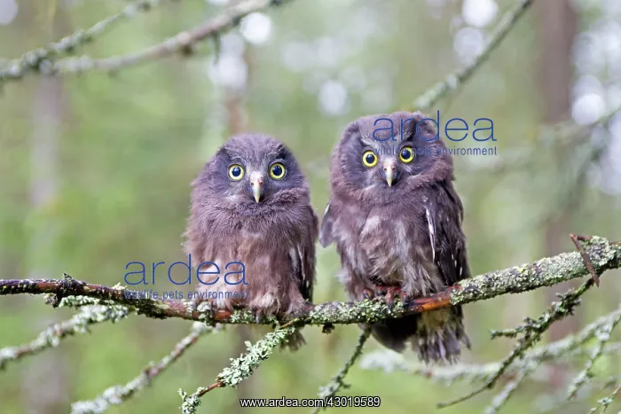 : Boreal / Tengmalm's Owl two young perched : Boreal / Tengmalm's Owl two young perched