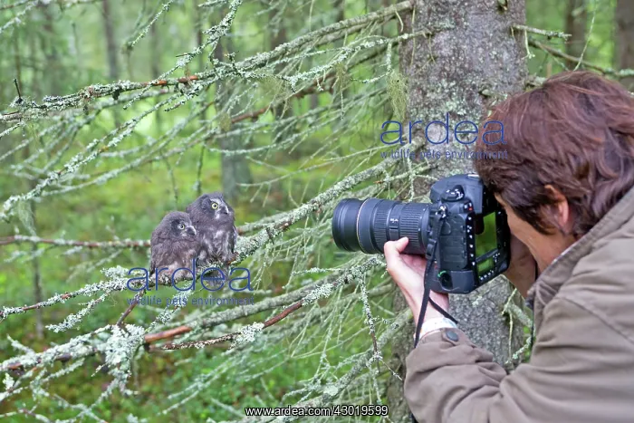 : Boreal / Tengmalm's Owl two young perched : Boreal / Tengmalm's Owl two young perched