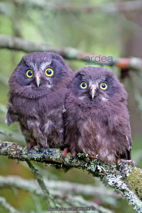 : Boreal / Tengmalm's Owl two young perched : Boreal / Tengmalm's Owl two young perched