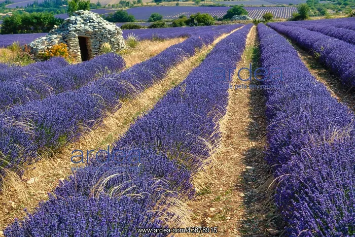: Borie on lavender field, Luberon, Dspartement Vaucluse : Borie on lavender field, Luberon, Dspartement Vaucluse