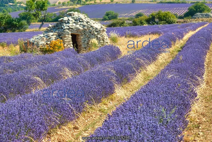 : Borie on lavender field, Luberon, Dspartement Vaucluse : Borie on lavender field, Luberon, Dspartement Vaucluse