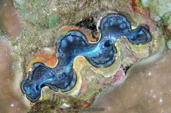 : Boring Giant Clam - Jemeluk Wall dive site, Amed : Boring Giant Clam - Jemeluk Wall dive site, Amed