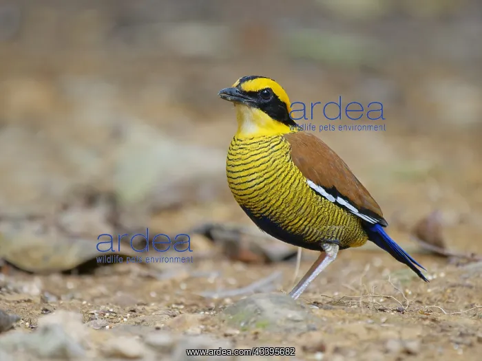  : Bornean Banded Pitta Hydrornis schwaneri Sabah