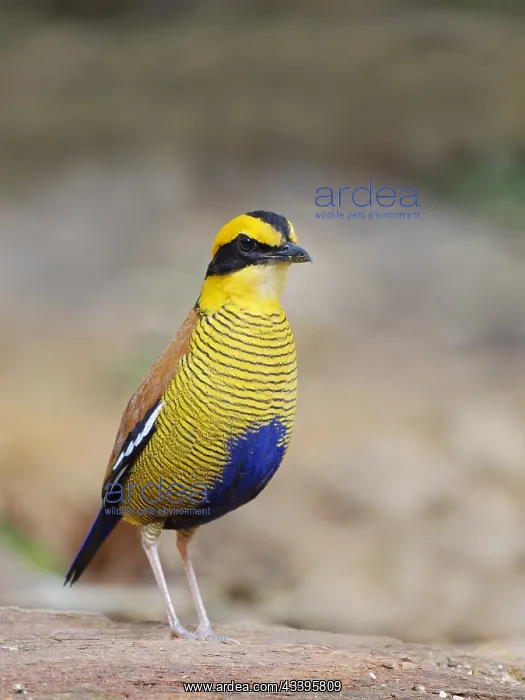 : Bornean Banded Pitta Hydrornis schwaneri Sabah : Bornean Banded Pitta Hydrornis schwaneri Sabah