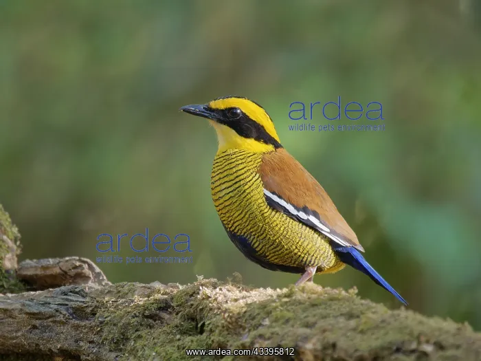 : Bornean Banded Pitta Hydrornis schwaneri Sabah : Bornean Banded Pitta Hydrornis schwaneri Sabah
