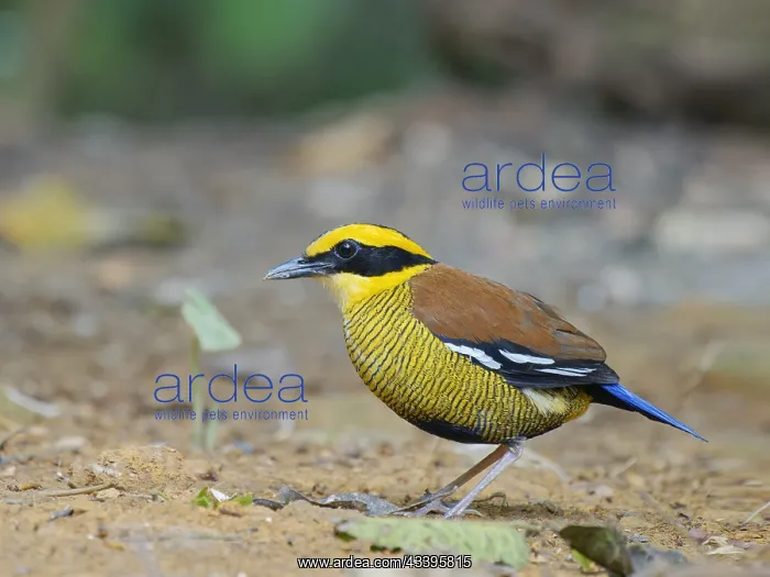 : Bornean Banded Pitta Hydrornis schwaneri Sabah : Bornean Banded Pitta Hydrornis schwaneri Sabah