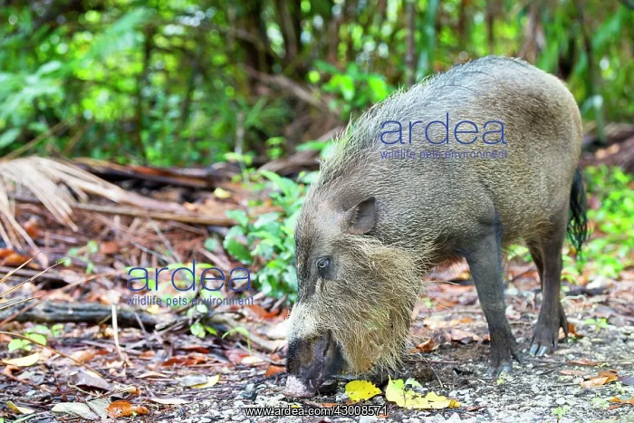 : Bornean Bearded Pig : Bornean Bearded Pig