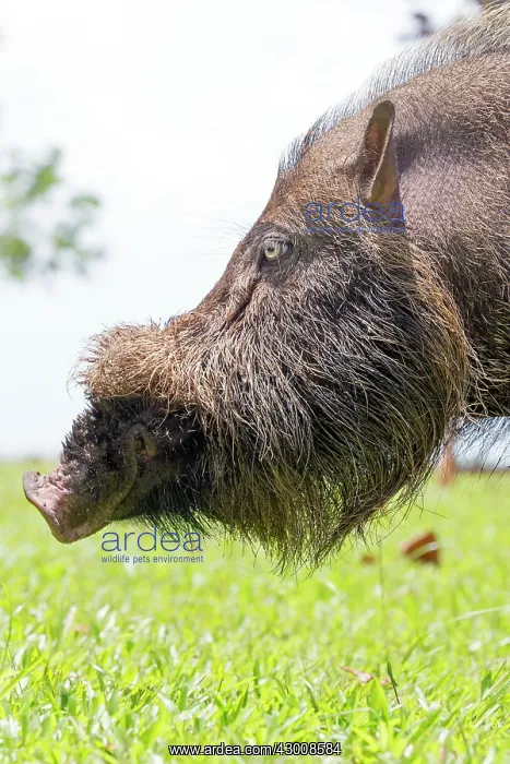 : Bornean Bearded Pig : Bornean Bearded Pig