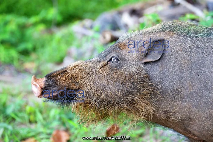 : Bornean Bearded Pig : Bornean Bearded Pig