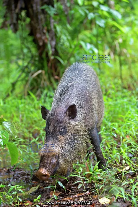 : Bornean Bearded Pig : Bornean Bearded Pig